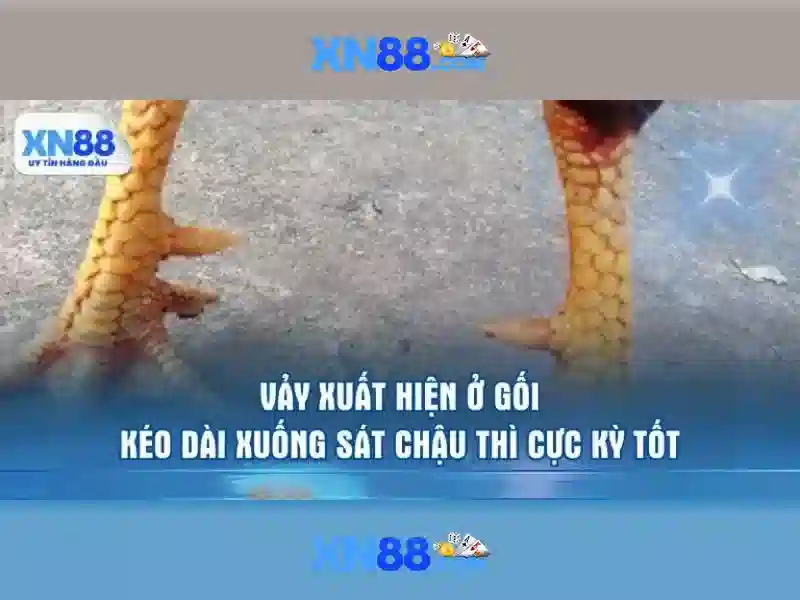 Tổng quan các dịch vụ và trò chơi