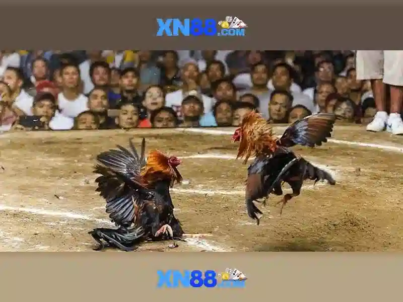 Hướng dẫn tham gia và thanh toán