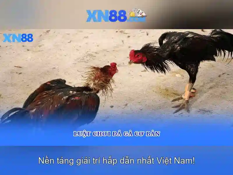 xn88 - Tổng quan và dịch vụ Giao diện nhà cái hoàn hảo